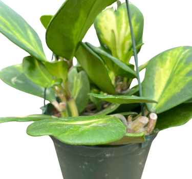 Hoya Heart 'Reverse Variegata'