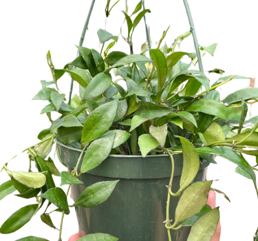 Hoya 'Lacunosa'