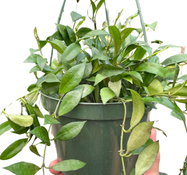 Hoya 'Lacunosa'