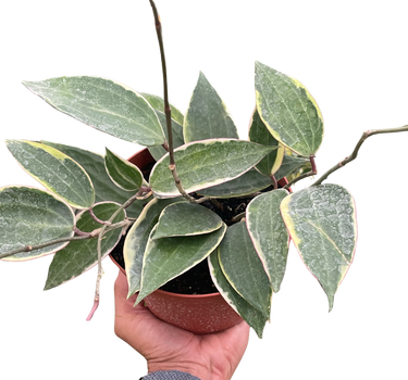 Hoya Macrophylla Variegated