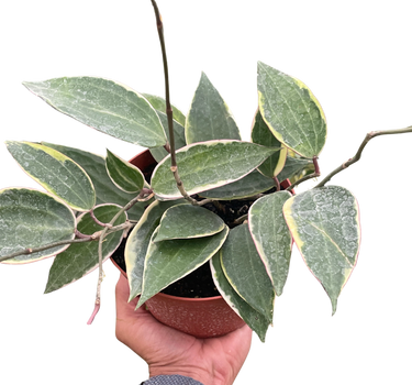 Hoya Macrophylla Variegated
