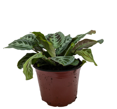 Maranta Black