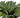 Maranta Black