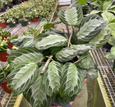 Maranta 'Silver Band'