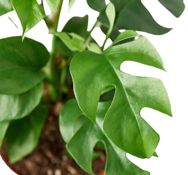 Philodendron Mini Monstera Minima