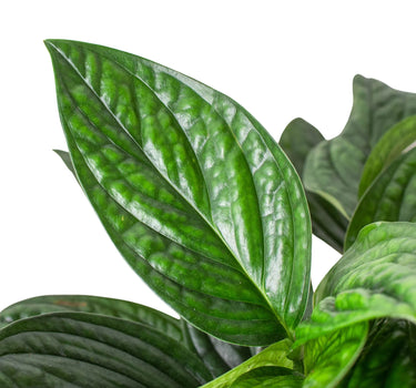 Monstera 'Peru'