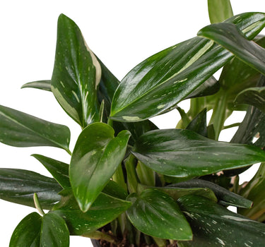 Monstera 'Standeleyana Albo Variegated'