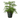 Norfolk 'Island Pine'
