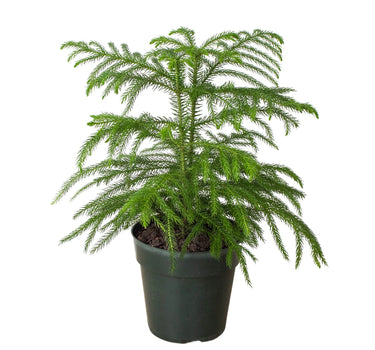 Norfolk 'Island Pine'
