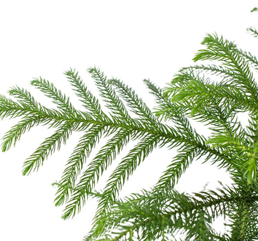 Norfolk 'Island Pine'
