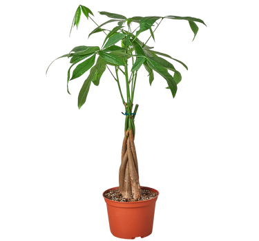 Money Tree 'Guiana Chestnut' Pachira Braid - 6" Pot - NURSERY POT ONLY