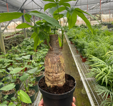 Money Tree 'Guiana Chestnut' Pachira Stump