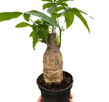 Money Tree 'Guiana Chestnut' Pachira Stump