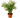 Parlor Palm