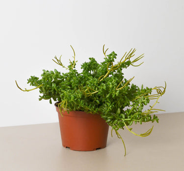Peperomia 'Axillaris'