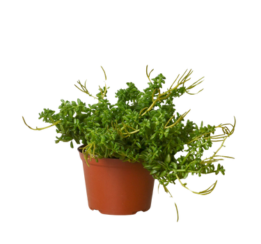 Peperomia 'Axillaris'