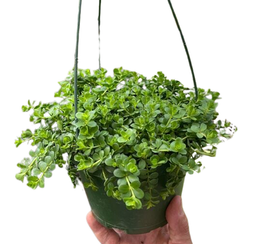 Peperomia Deppeana