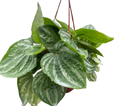 Peperomia Ecuador