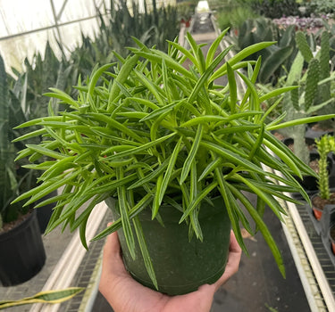 Peperomia 'Green Bean'