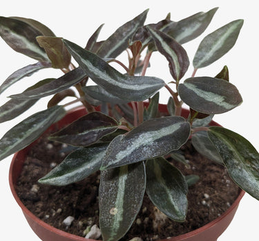Peperomia 'Metallica'