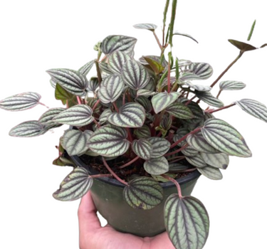 Peperomia 'Picollo Banda'
