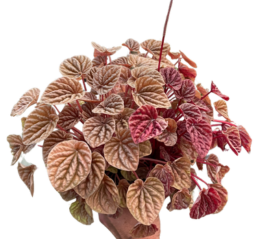 Peperomia 'Quito'