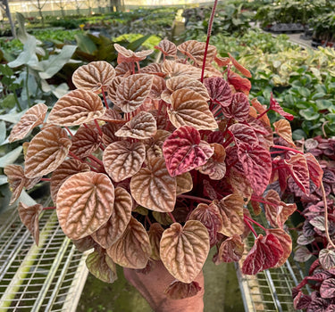 Peperomia 'Quito'