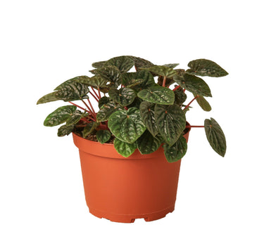 Peperomia 'Ripple Red' - 6" Pot - NURSERY POT ONLY