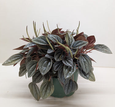 Peperomia 'San Marino'