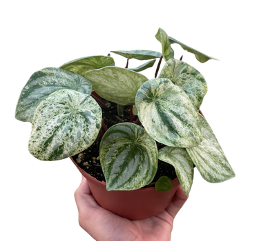 Peperomia 'Watermelon Variegated'