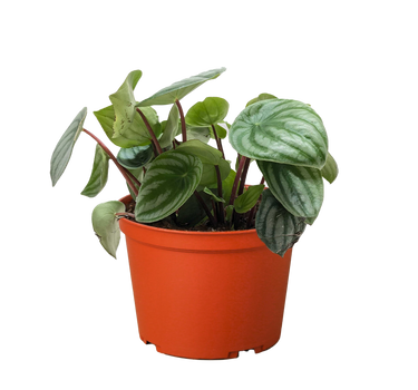 Peperomia Watermelon