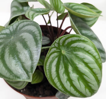 Peperomia Watermelon
