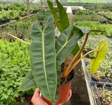Philodendron 'Billietiae'