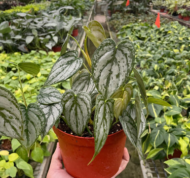 Philodendron 'Brandi'