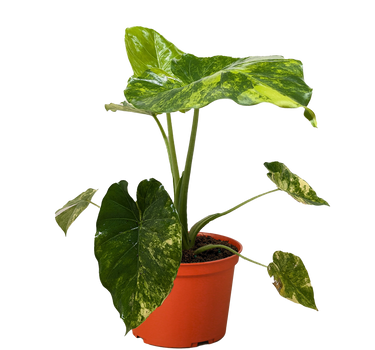 Philodendron Burle Marx Albo