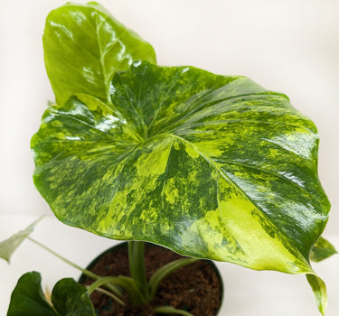 Philodendron Burle Marx Albo