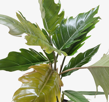 Philodendron Choco Empress