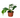 Philodendron 'Dragon Tail'