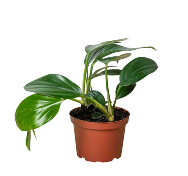 Philodendron 'Dragon Tail'