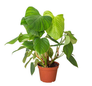 Philodendron 'Fuzzy Petiole'