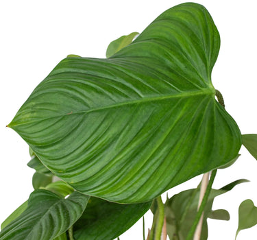 Philodendron 'Fuzzy Petiole'
