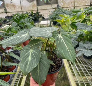 Philodendron Gloriosum
