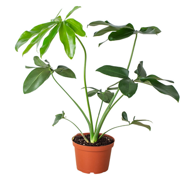 Philodendron 'Goeldii'