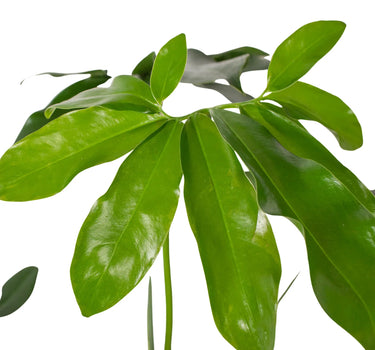 Philodendron 'Goeldii'