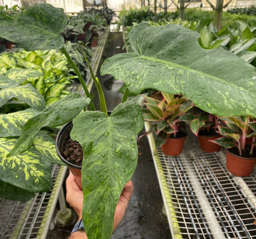 Philodendron 'Golden Dragon'