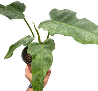 Philodendron 'Golden Dragon'