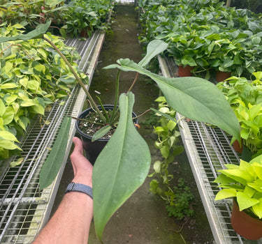 Philodendron 'Joepii'
