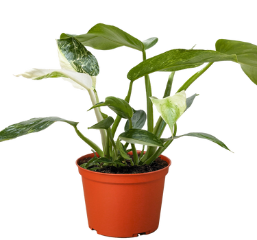 Philodendron Jose Bueno