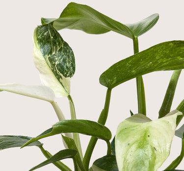 Philodendron Jose Bueno