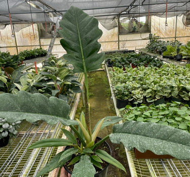 Philodendron 'Jungle Boogie'